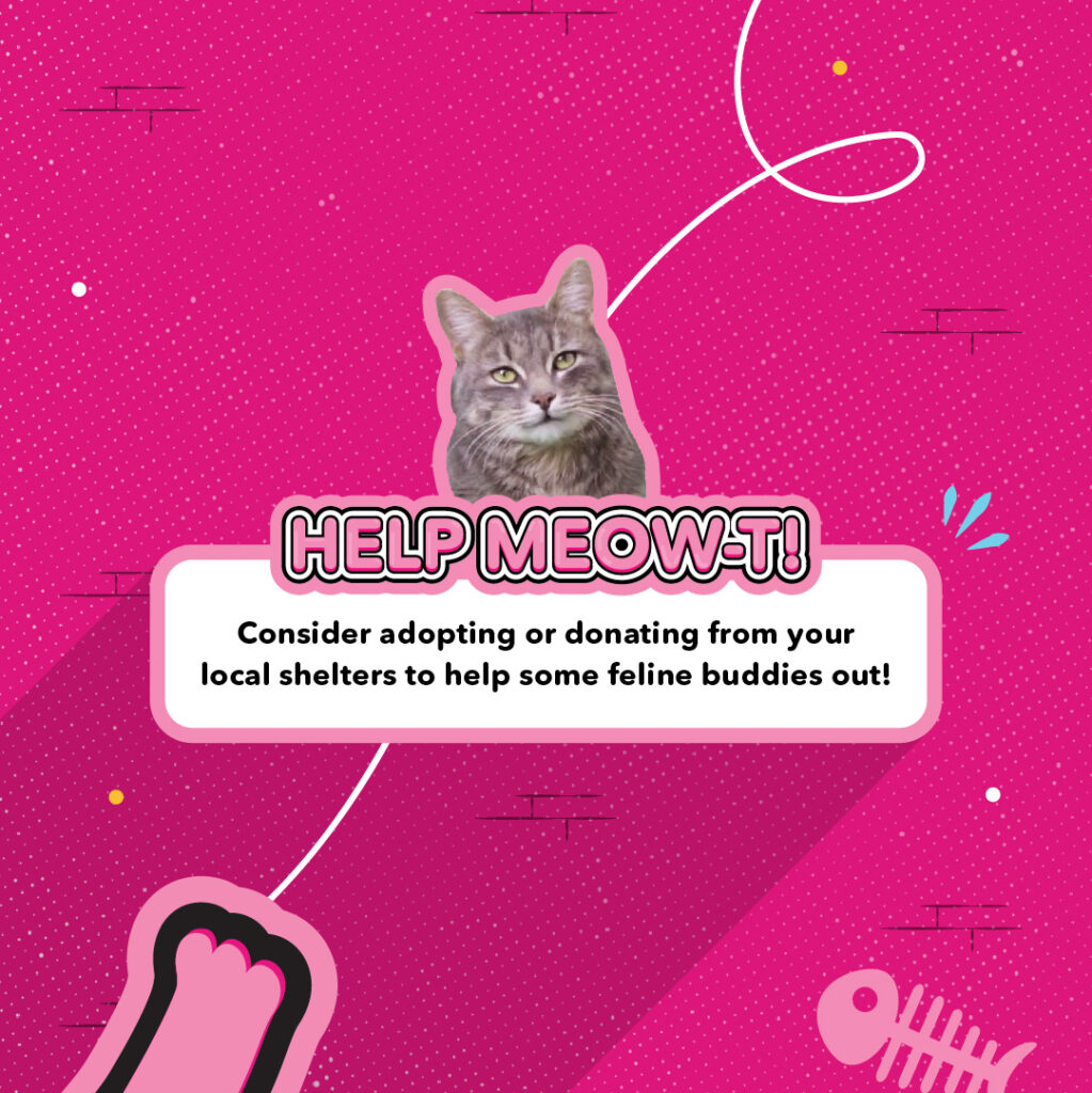 cat day adopt not shop